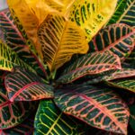 Colorful croton plant growing indoors in natural light