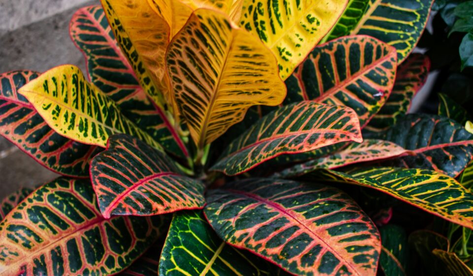 Colorful croton plant growing indoors in natural light