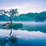 A lone tree standing on a small island in still water, surrounded by soft open space and a calm horizon.