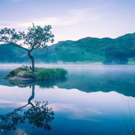 A lone tree standing on a small island in still water, surrounded by soft open space and a calm horizon.