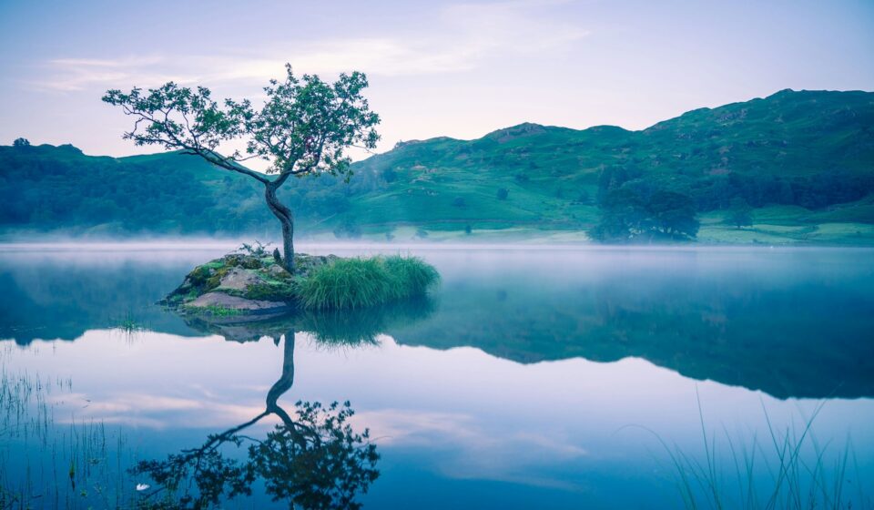A lone tree standing on a small island in still water, surrounded by soft open space and a calm horizon.