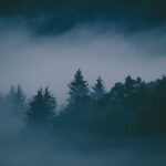 Fog moving through a dense forest with trees fading into the mist, creating a sense of limited visibility and narrowed perspective.