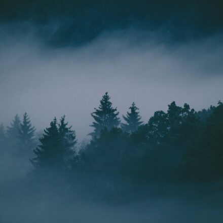 Fog moving through a dense forest with trees fading into the mist, creating a sense of limited visibility and narrowed perspective.