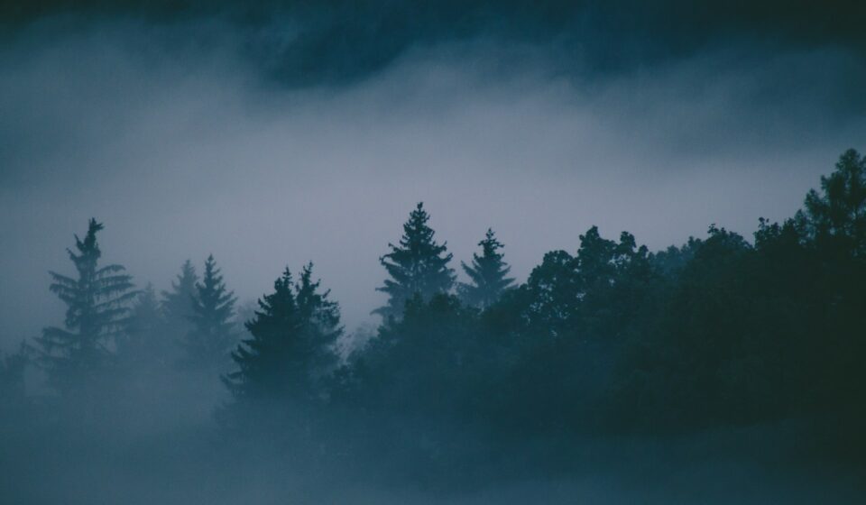 Fog moving through a dense forest with trees fading into the mist, creating a sense of limited visibility and narrowed perspective.